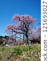 Blue sky and the red weeping Jizo cherry blossoms in Miharu Town 125693027