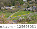 Heart-shaped rape blossoms at Hanamiyama Park 125693031