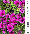 藍眼菊 125693036