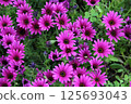 藍眼菊 125693043