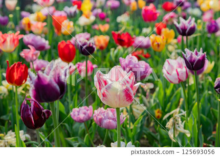 Tulip Tulip 125693056