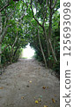 A tunnel of trees leading to the sea 125693098