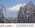 Cherry blossoms and Naruto Bridge 125693105