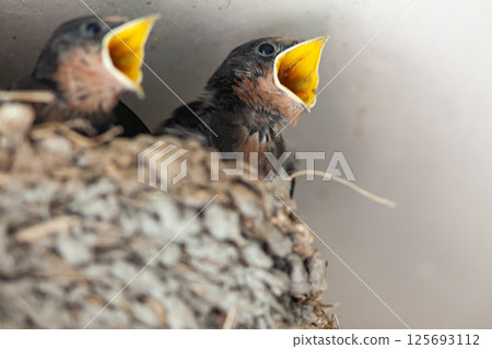 燕子寶寶在巢裡等待 125693112