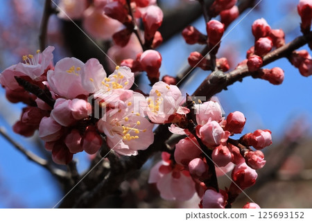 Many apricot flower buds 125693152