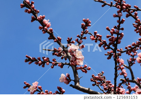 Many apricot flower buds 125693153