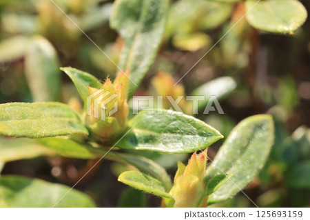Close-up shot of Japanese emperor flower buds 125693159