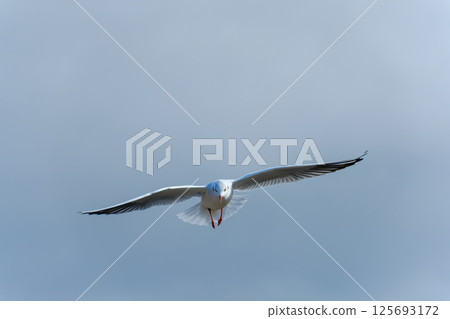 A black-headed gull flying in from the front A black-headed gull flying in from the front 125693172