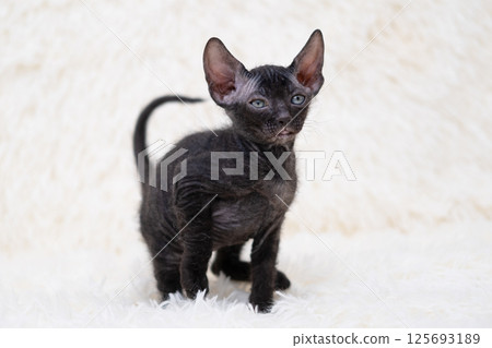 Cute kitten sphynx on light background 125693189