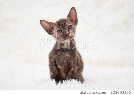 Cute kitten sphynx on light background 125693190
