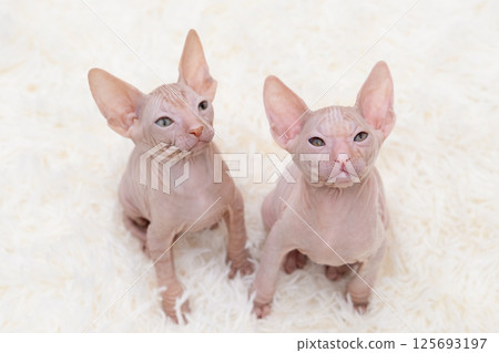 Cute kitten sphynx on light background Cute kitten sphynx on light background 125693197