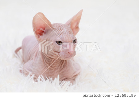 Cute kitten sphynx on light background Cute kitten sphynx on light background 125693199