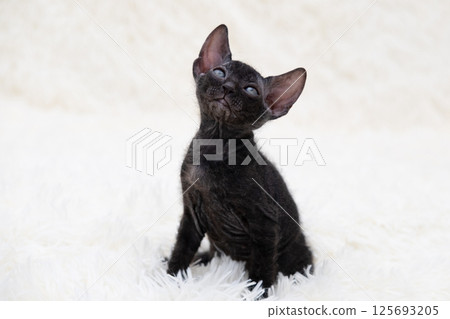 Cute kitten sphynx on light background 125693205