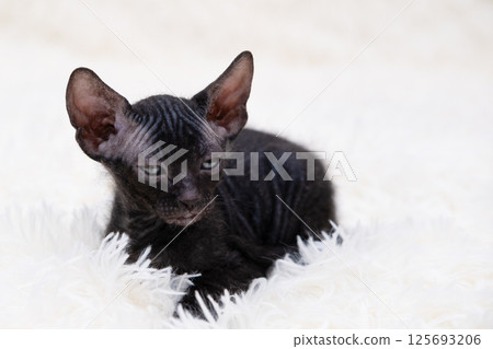 Cute kitten sphynx on light background 125693206