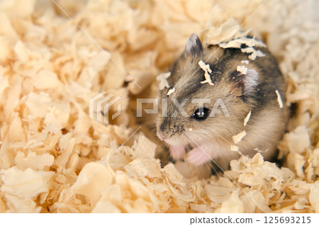 Cute brown hamster in a cage Cute brown hamster in a cage 125693215