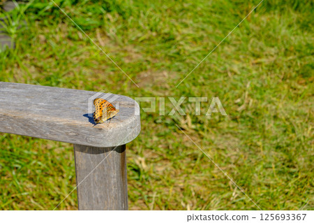 一隻北白蝴蝶在長凳上休息 125693367