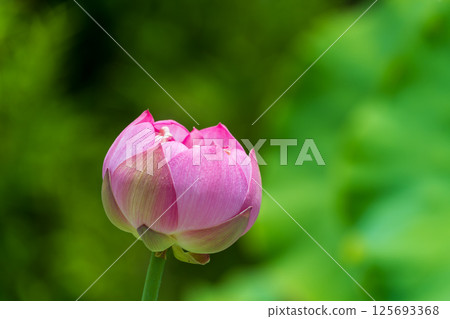 蓮花在開花前的花蕾 125693368