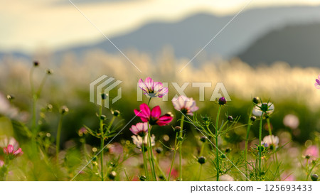 Autumn cosmos fields spreading across a mountain village Autumn cosmos fields spreading across a mountain village 125693433