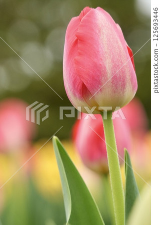 Pink tulip flowers blooming in a spring flowerbed, bokeh background Pink tulip flowers blooming in a spring flowerbed, bokeh background 125693446