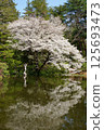 Pond and Oshima cherry blossoms at Jindai Botanical Garden 125693473