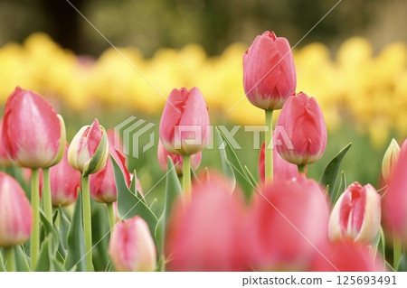 Colorful tulips shining in the spring light Colorful tulips shining in the spring light 125693491