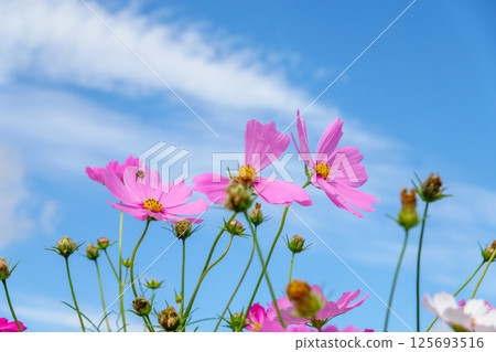 粉紅色波斯菊在藍天下搖曳 粉紅色波斯菊在藍天下搖曳 125693516