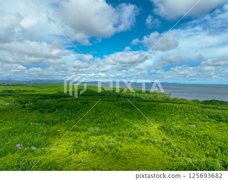 Aerial view mangrove forest ecosystem. Significant economic value in carbon credits, ecosystem services, and climate resilience. Conservation efforts ensure long-term coastal community protection. 125693682
