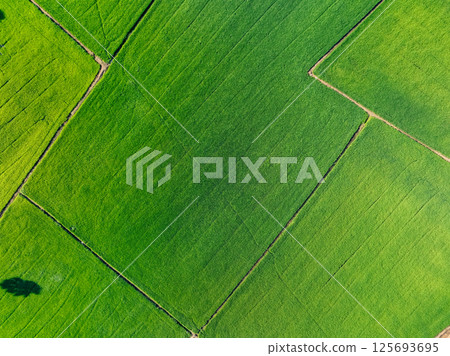 Aerial view lush green rice field. Sustainable agriculture landscape. Sustainable rice farming. Rice cultivation. Green landscape. Organic farming. Sustainable land use. Eco-friendly food production. 125693695