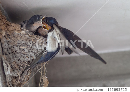 Parent Swallow Feeding Its Chick in the Nest Parent Swallow Feeding Its Chick in the Nest 125693725