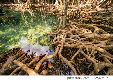 Tropical trees roots in swamp forest and crystal clear water stream canal at Tha Pom Klong Song Nam mangrove wetland Krabi Thailand Beautiful nature view 125693939
