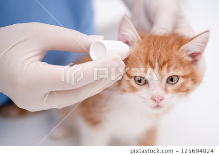 vet checks ears little kitten 125694024