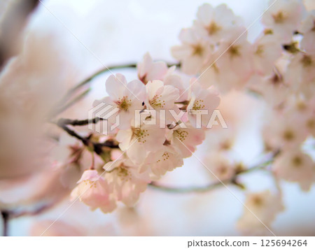 四月盛開的美麗櫻花：“神代曙光” 125694264