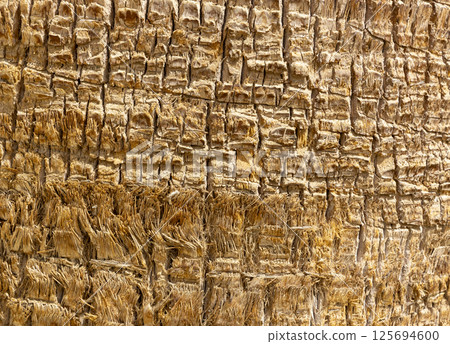 Detailed Texture of Palm Tree Bark. Closeup view of the textured patterned trunk of a tropical coconut palm tree. Close up of the tree trunk of a Date coconut Palm tree (Phoenix dactylifera) Detailed Texture of Palm Tree Bark. Closeup view of the textured patterned trunk of a tropical coconut palm tree. Close up of the tree trunk of a Date coconut Palm tree (Phoenix dactylifera) 125694600