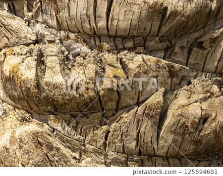 Detailed Texture of Palm Tree Bark. Closeup view of the textured patterned trunk of a tropical coconut palm tree. Close up of the tree trunk of a Date coconut Palm tree (Phoenix dactylifera) Detailed Texture of Palm Tree Bark. Closeup view of the textured patterned trunk of a tropical coconut palm tree. Close up of the tree trunk of a Date coconut Palm tree (Phoenix dactylifera) 125694601