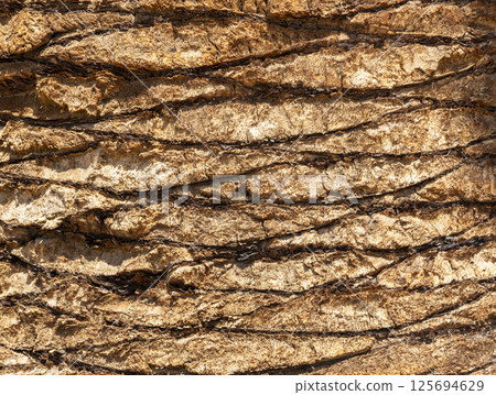 Detailed Texture of Palm Tree Bark. Closeup view of the textured patterned trunk of a tropical coconut palm tree. Close up of the tree trunk of a Date coconut Palm tree (Phoenix dactylifera) Detailed Texture of Palm Tree Bark. Closeup view of the textured patterned trunk of a tropical coconut palm tree. Close up of the tree trunk of a Date coconut Palm tree (Phoenix dactylifera) 125694629
