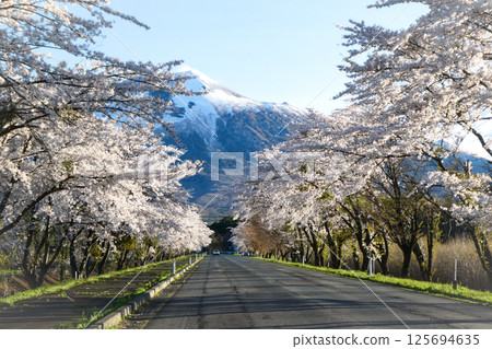 A row of cherry blossom trees at the foot of Mt. Iwate in Hachimantai, Iwate Prefecture: A spectacular spring scene in the north 125694635