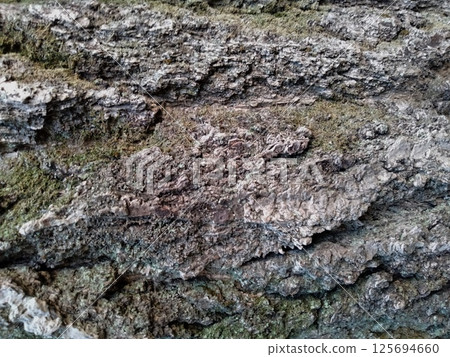 Tree trunk background material Tree trunk background material 125694660