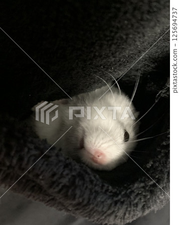 Pocket Hamster Pocket Hamster 125694737