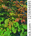 葉背景材料 125694895