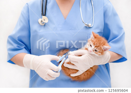 A veterinarian trims the claws of a small kitten 125695604