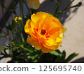 Ranunculus Lux 125695740