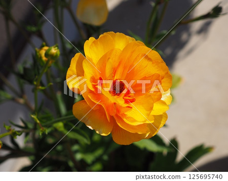 Ranunculus Lux 125695740