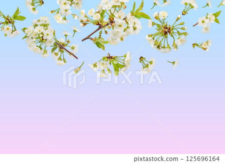 Beautiful cherry blossoms with white flowers flying in the air on a pink blue gradient background. Concept of spring, Easter, spring blooming flowers. Beautiful cherry blossoms with white flowers flying in the air on a pink blue gradient background. Concept of spring, Easter, spring blooming flowers. 125696164