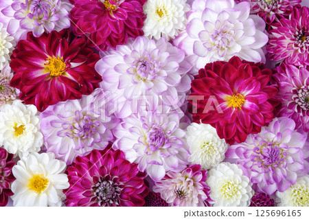 Summer abstract floral background for text made of flowers dahlia flowers. Romantic background. Flat lay. Nature concept Summer abstract floral background for text made of flowers dahlia flowers. Romantic background. Flat lay. Nature concept 125696165