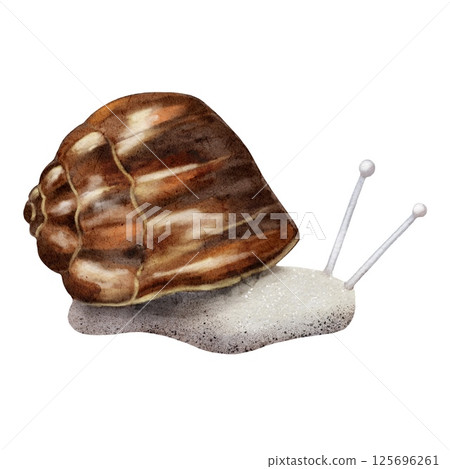 Watercolor autumn snail pattern for textile design and decorative wrapping paper Watercolor autumn snail pattern for textile design and decorative wrapping paper 125696261
