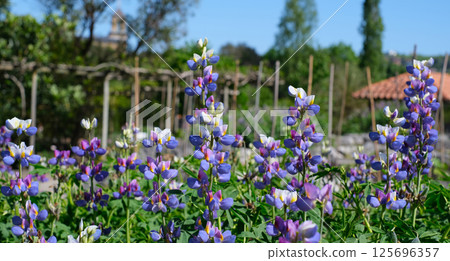 A vibrant field of blooming blue and purple lupine flowers under a clear blue sky in a rustic garden setting A vibrant field of blooming blue and purple lupine flowers under a clear blue sky in a rustic garden setting 125696357