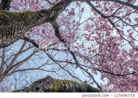 Experience the breathtaking beauty of a Cherry Blossom Canopy in full bloom during Springtime, 125696358