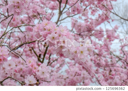 The Beautiful Blooming Cherry Blossoms Gracefully Flourish in the Enchanting Spring Season 125696362