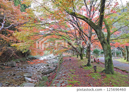 Autumn leaves of Da Ningong Autumn leaves of Da Ningong 125696460