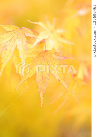 Autumn leaves of Obi Kaneko Autumn leaves of Obi Kaneko 125696463